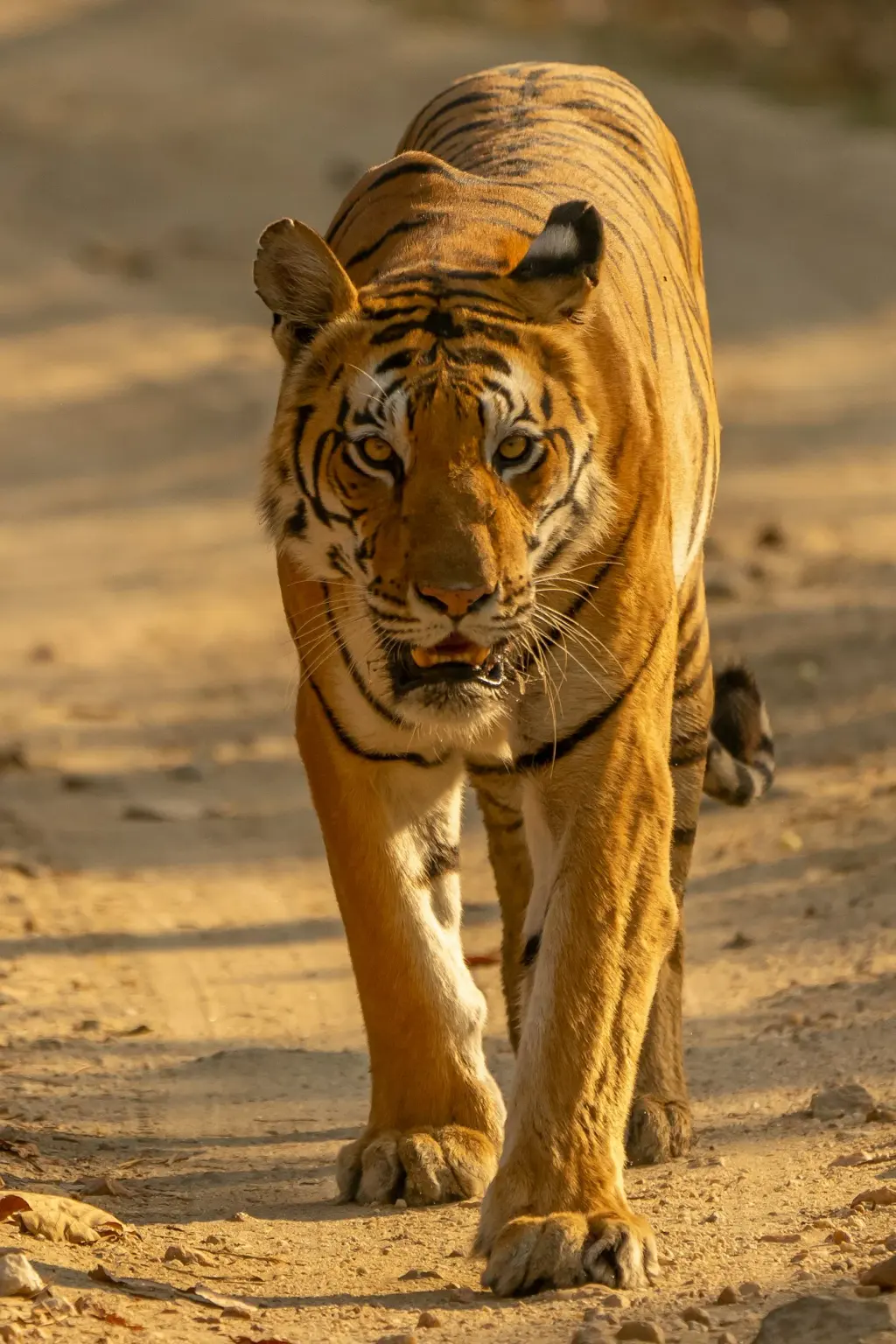 A tiger walking along a sandy track. Illustrative photograph.
