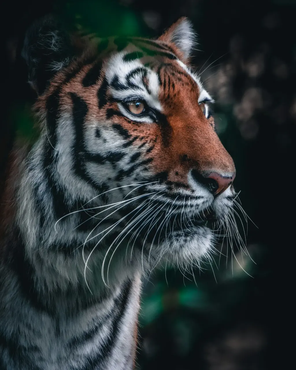 Close-up of a tiger's face. Illustrative photograph.