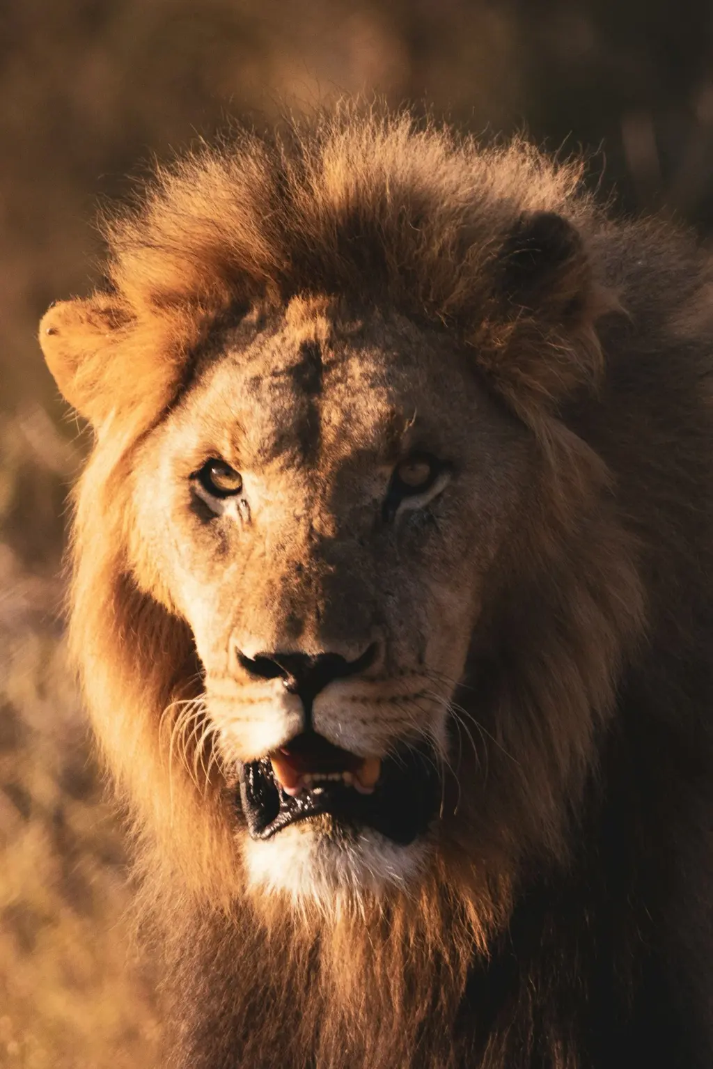 Close-up portrait of a male lion in a game reserve. Illustrative photograph.
