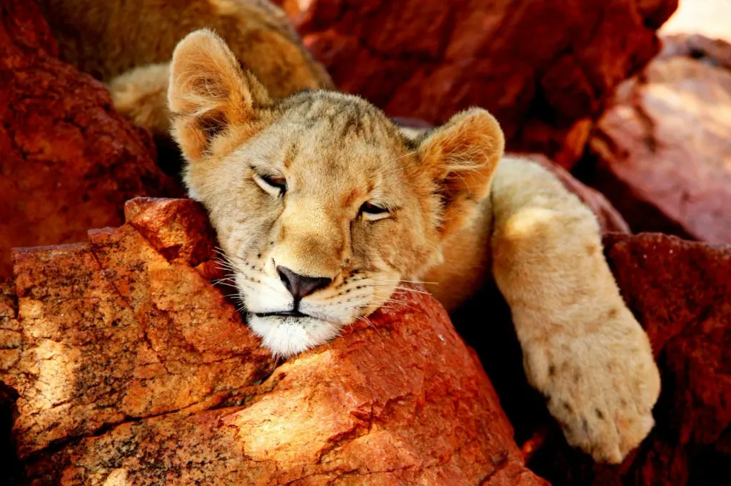 A young lion cub resting its head on a sun-warmed rock. Illustrative photograph.
