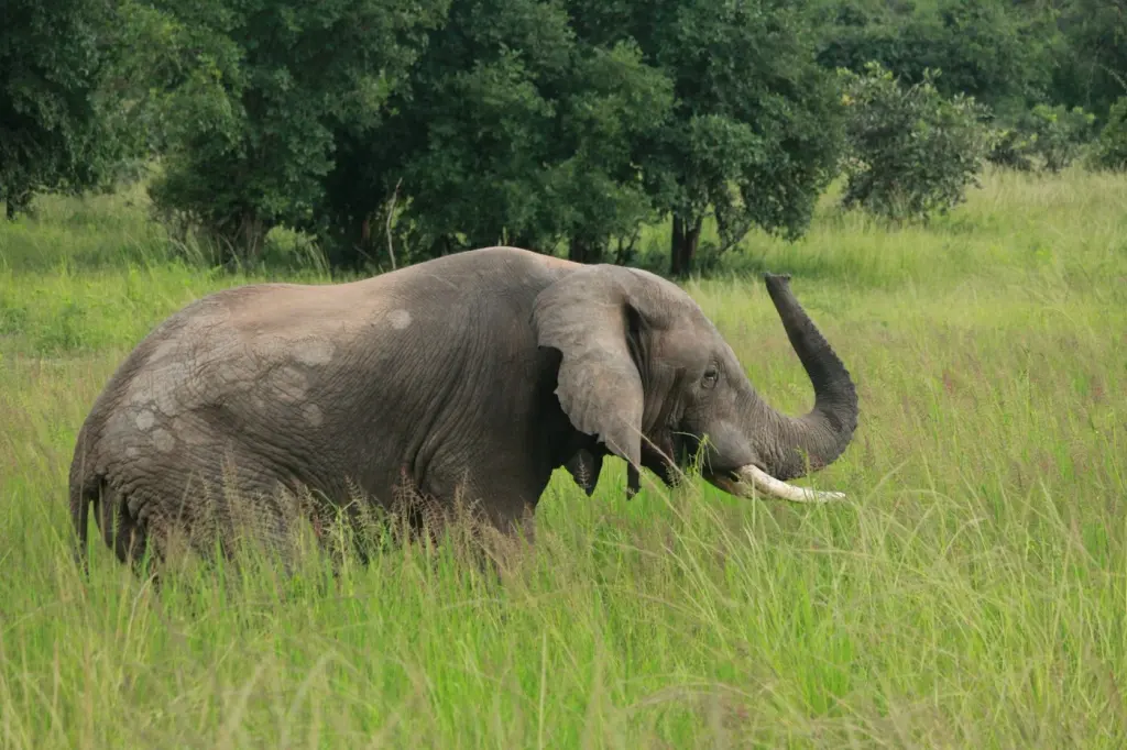 An African elephant standing in long green grass in Zambia. Illustrative photograph.