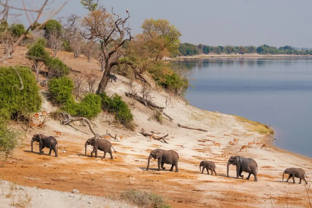 A herd of elephants walking along the Chobe River bank in Botswana.