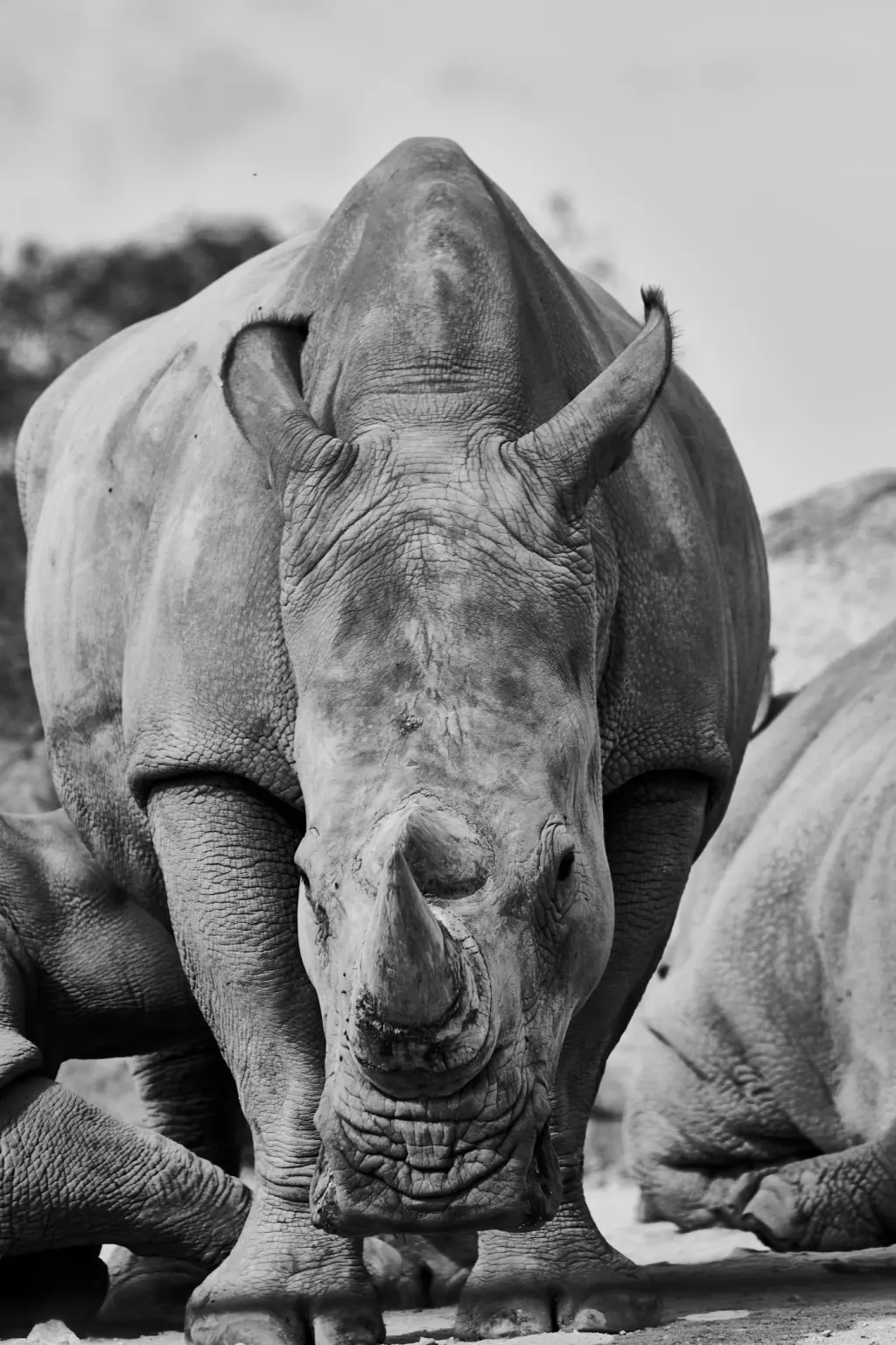 Black and white close-up of a white rhinoceros facing the camera. Illustrative photograph.