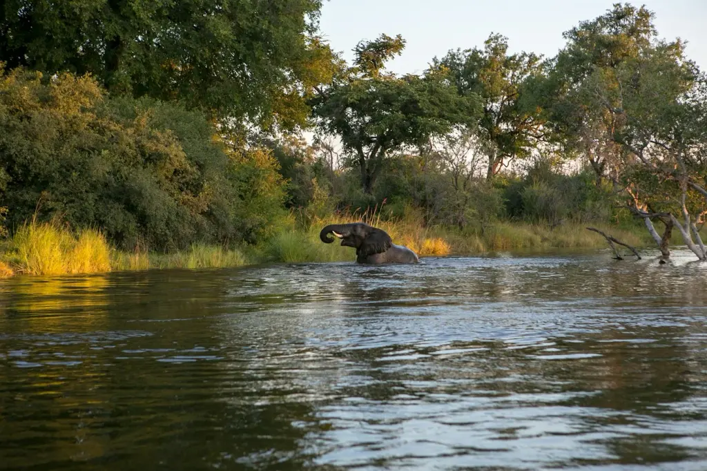 An elephant bathing in the Zambezi River at Livingstone, photographed from a sunset river cruise.